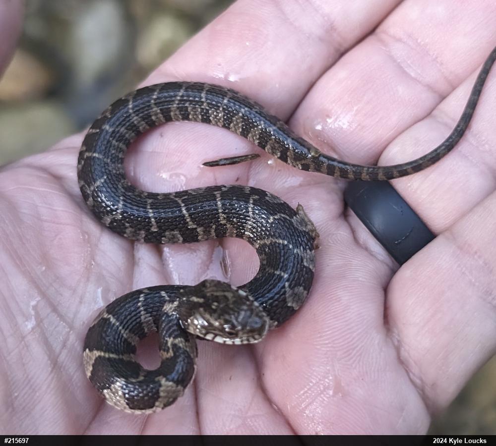 Northern Watersnake