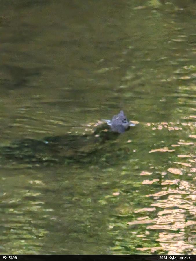 Snapping Turtle