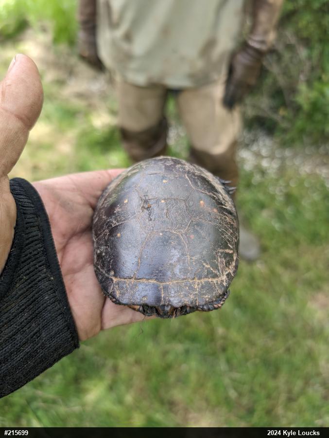 Spotted Turtle