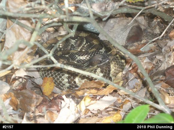 Timber Rattlesnake