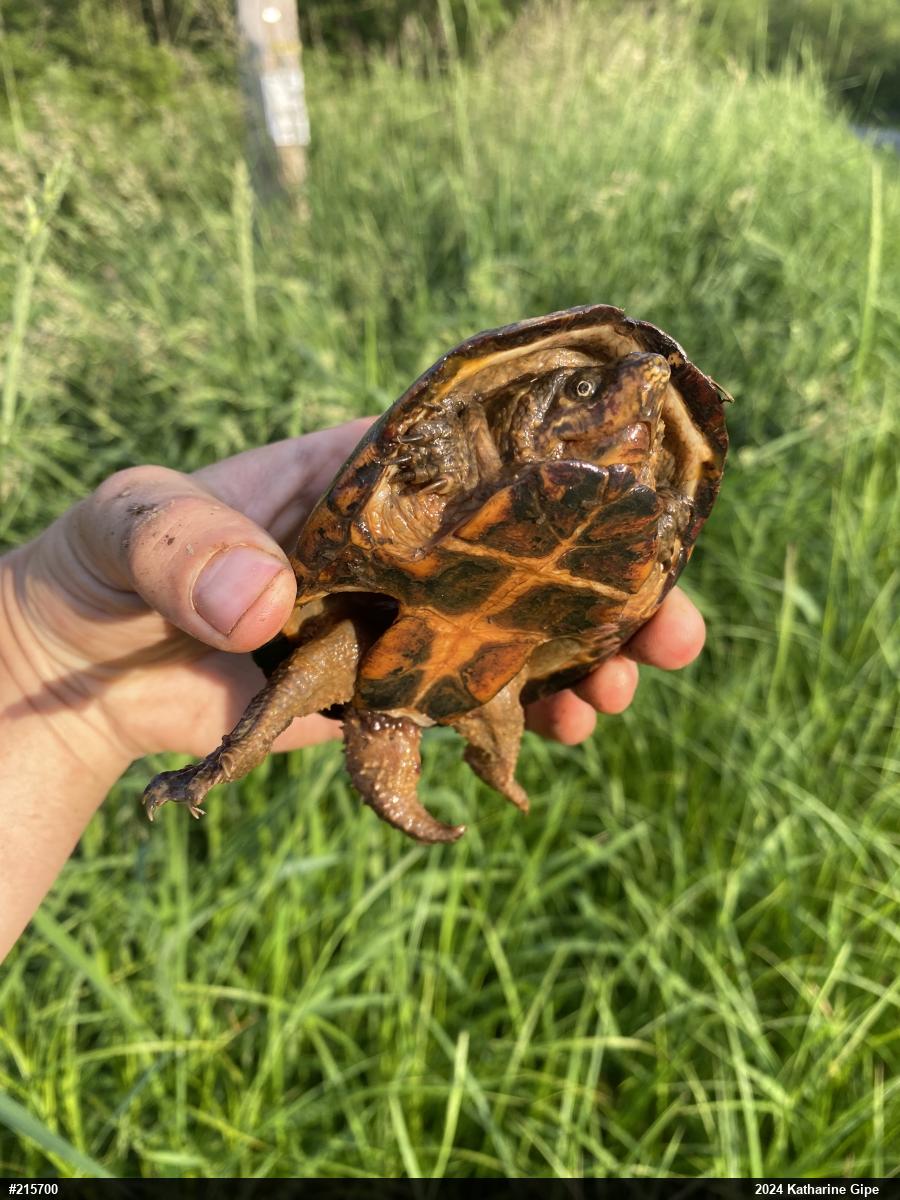 Eastern Musk Turtle