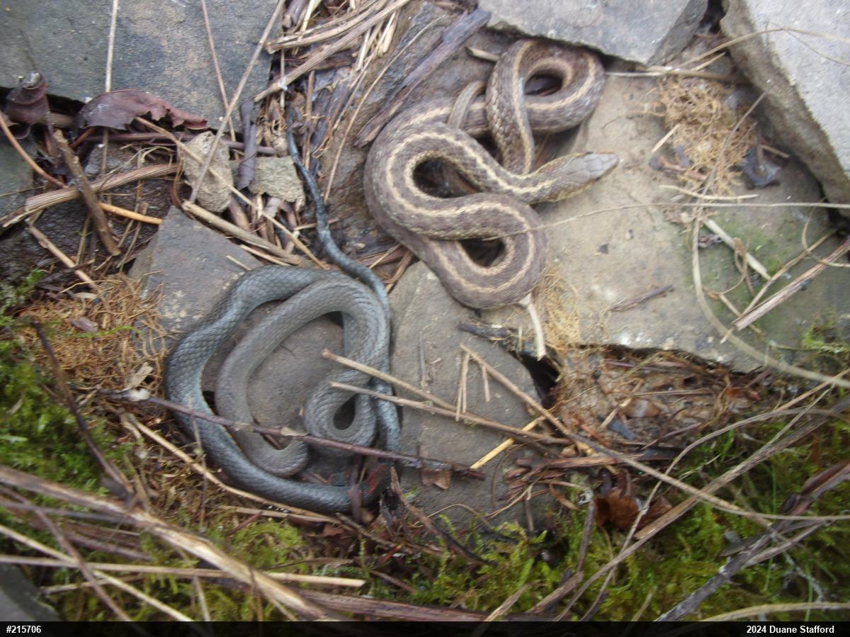 Northern Ring-necked Snake