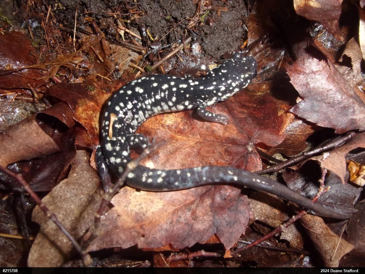 Northern Slimy Salamander