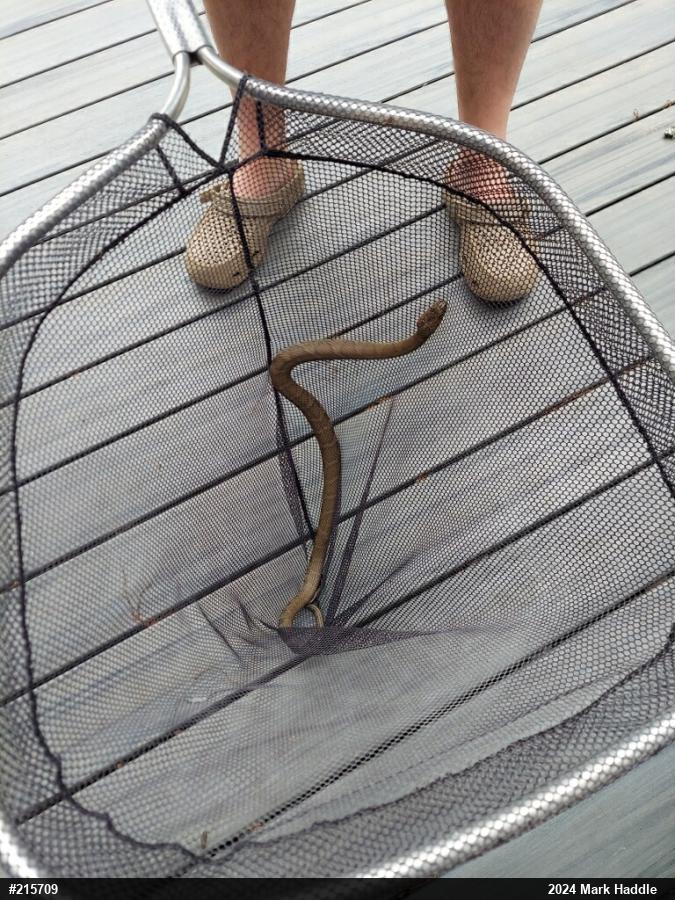 Northern Watersnake