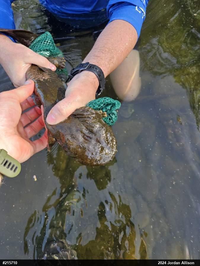 Eastern Hellbender