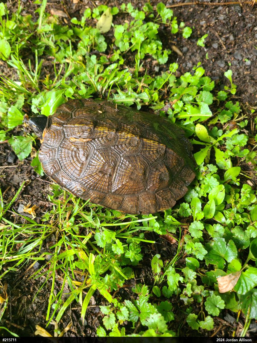 Wood Turtle