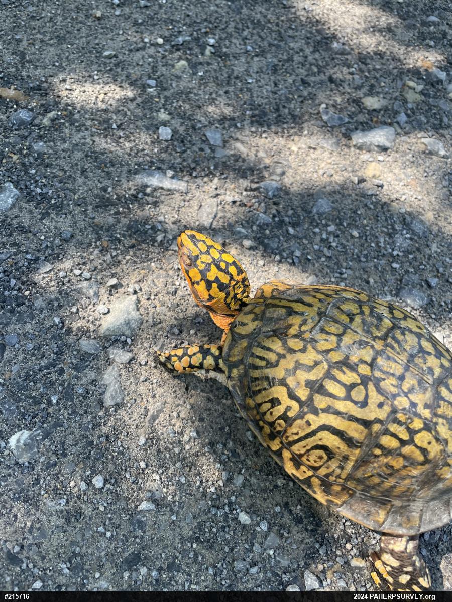 Eastern Box Turtle