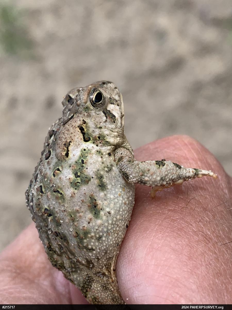 Fowler's Toad