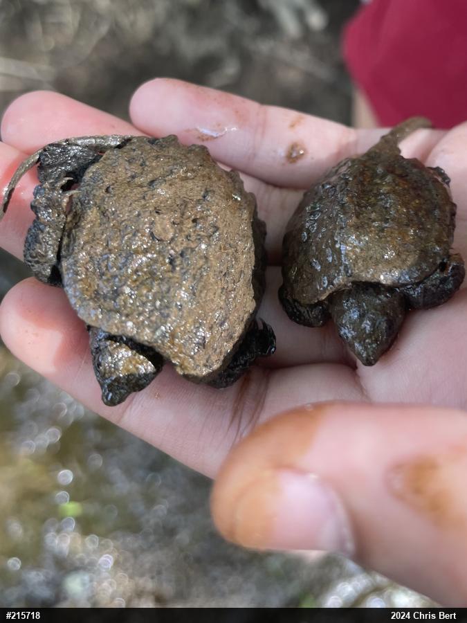 Snapping Turtle