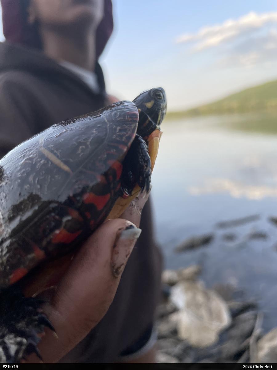 Painted Turtle
