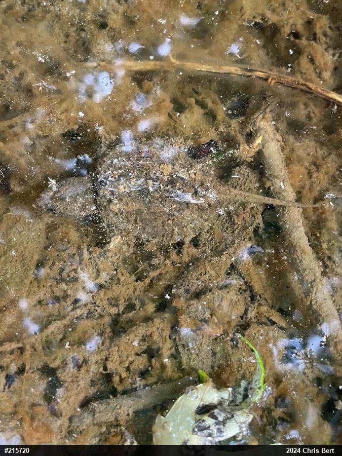 Snapping Turtle