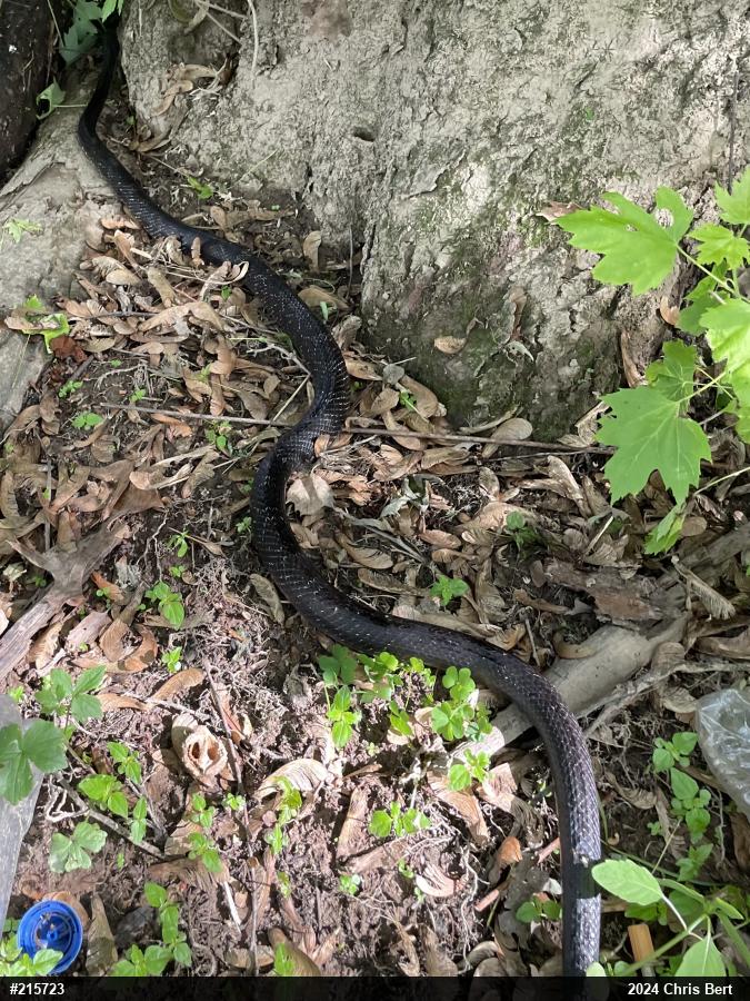 Eastern Ratsnake