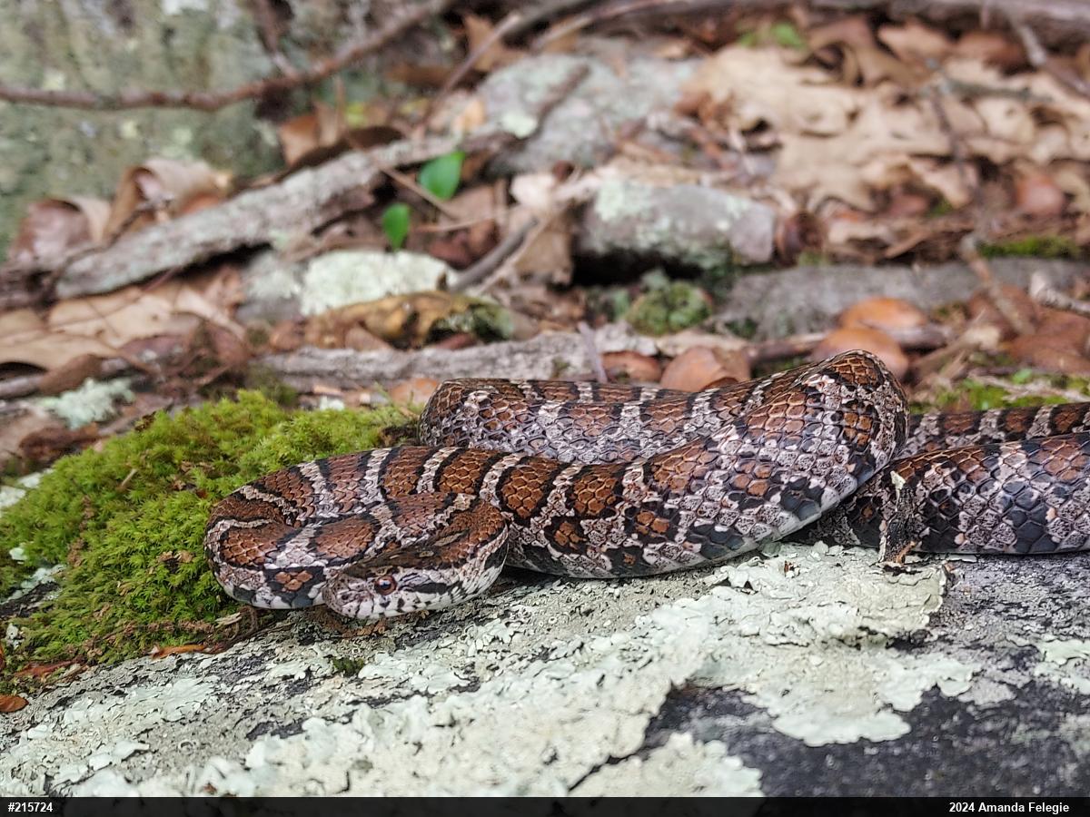 Eastern Milksnake