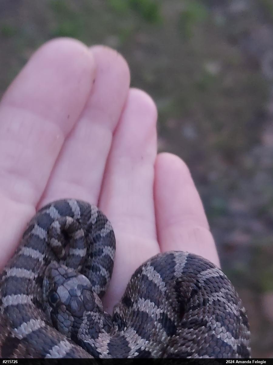 Eastern Hog-nosed Snake