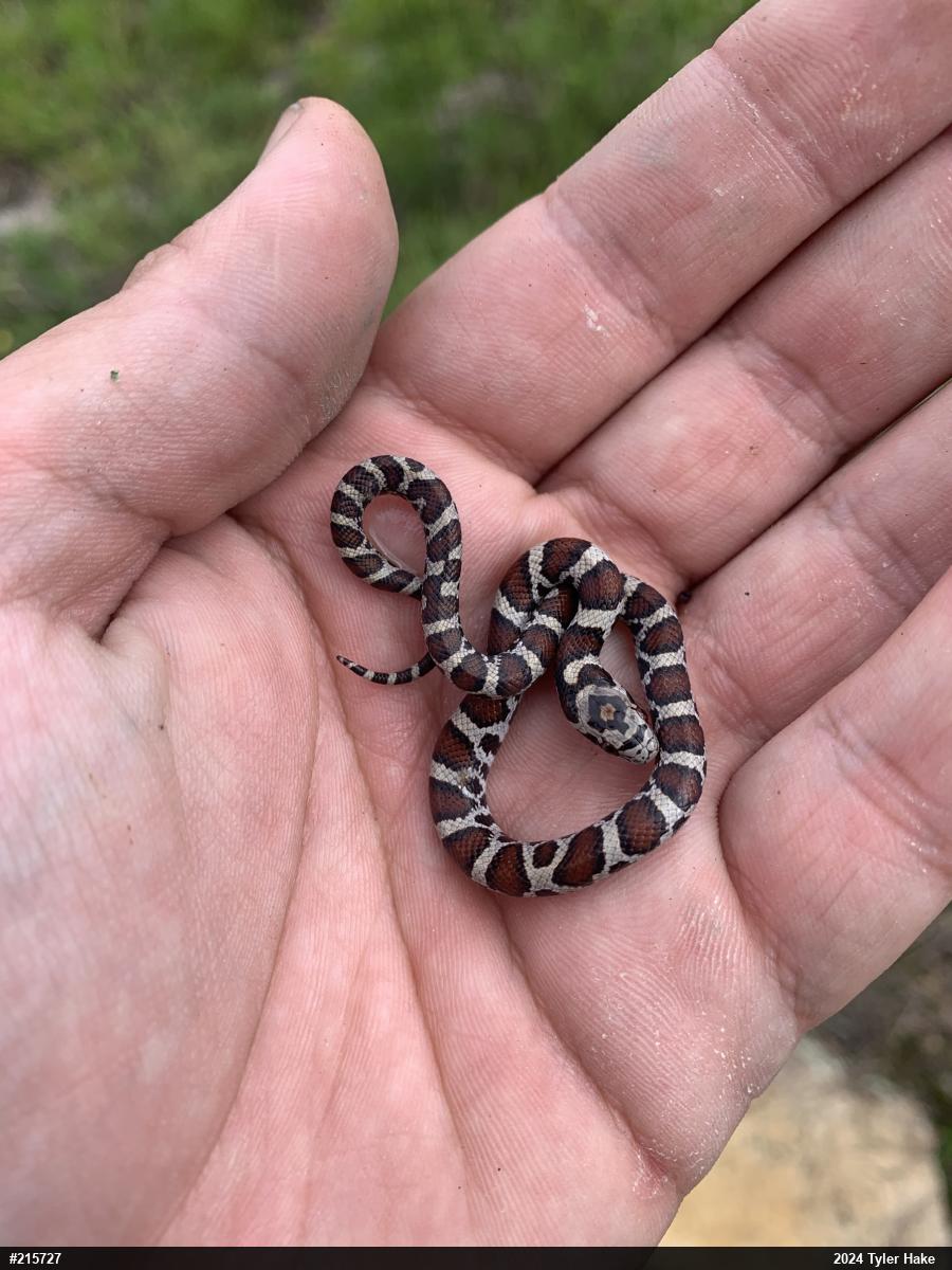 Eastern Milksnake