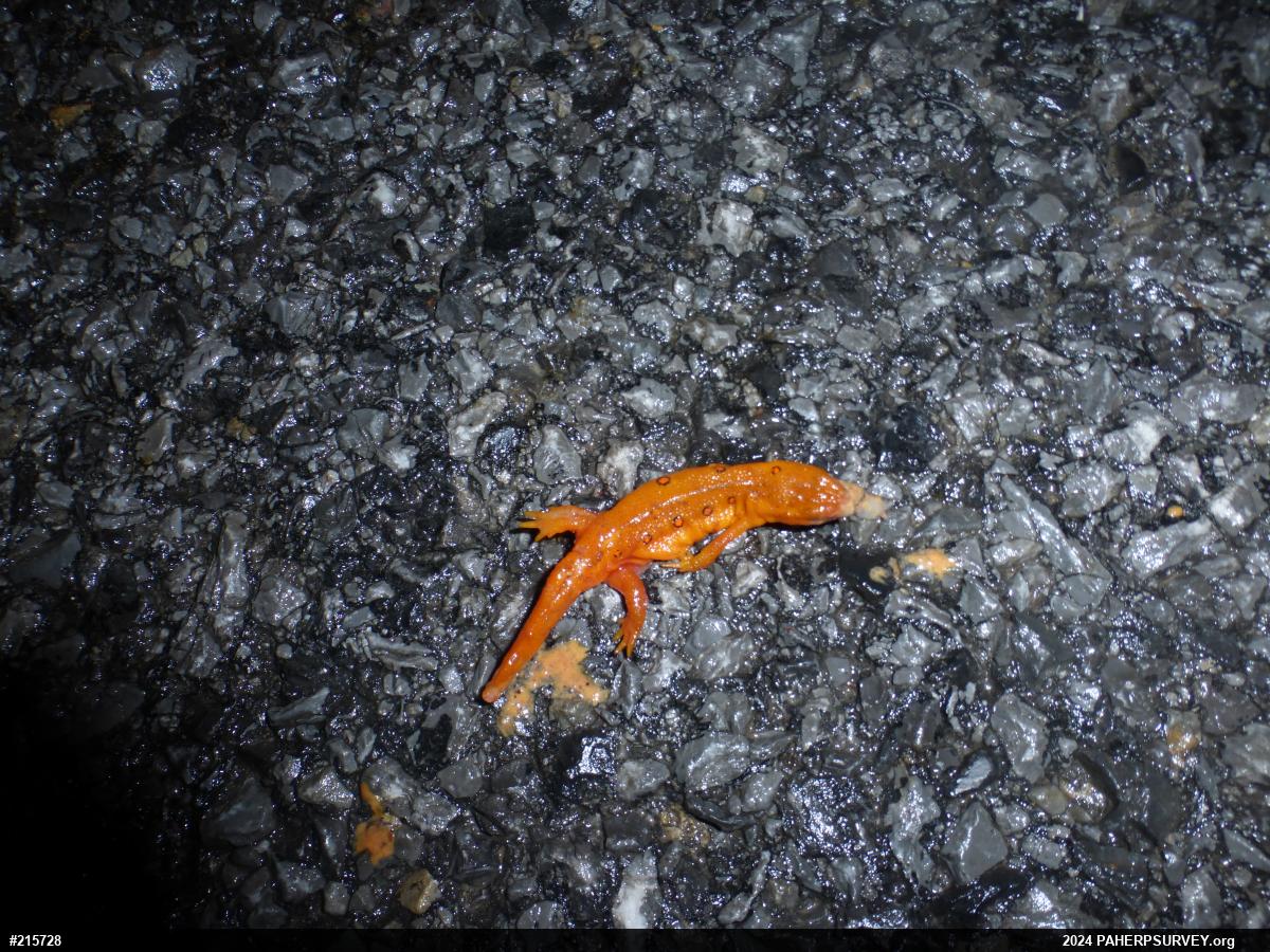 Red-spotted Newt