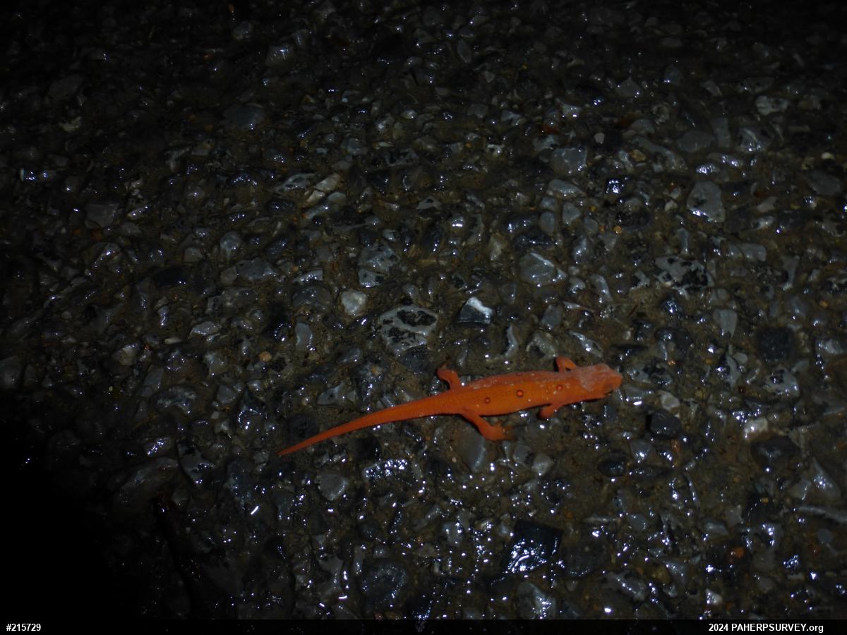 Red-spotted Newt