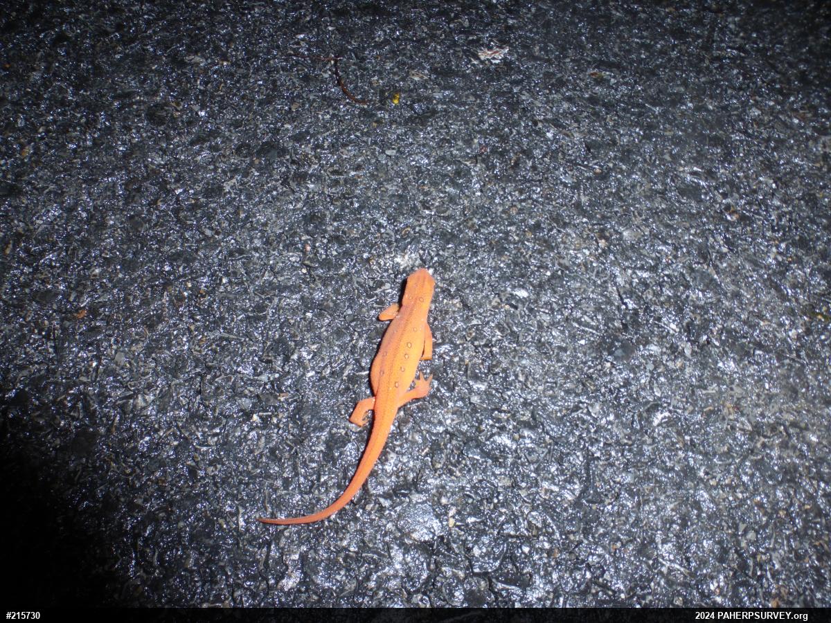 Red-spotted Newt