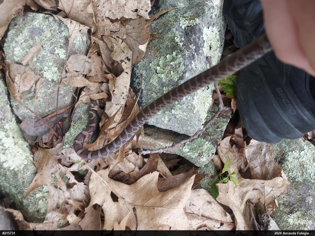 Eastern Milksnake