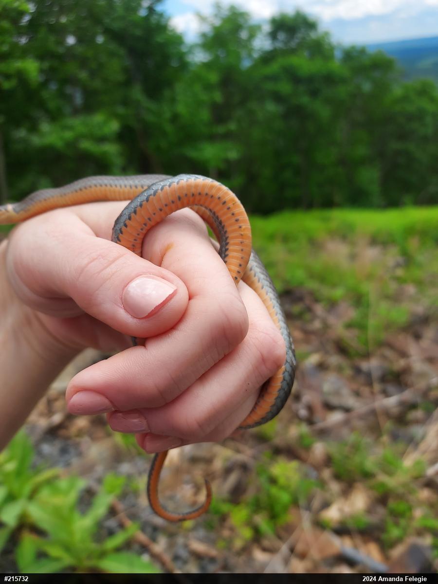 Northern Ring-necked Snake