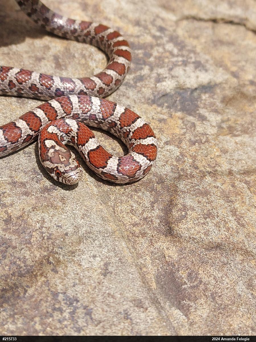 Eastern Milksnake