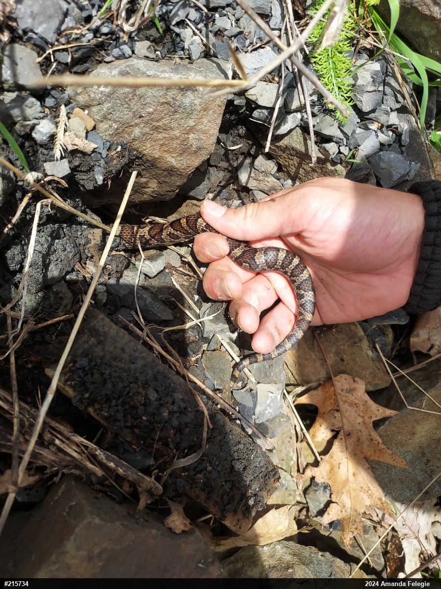 Eastern Milksnake