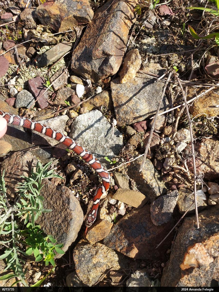 Eastern Milksnake