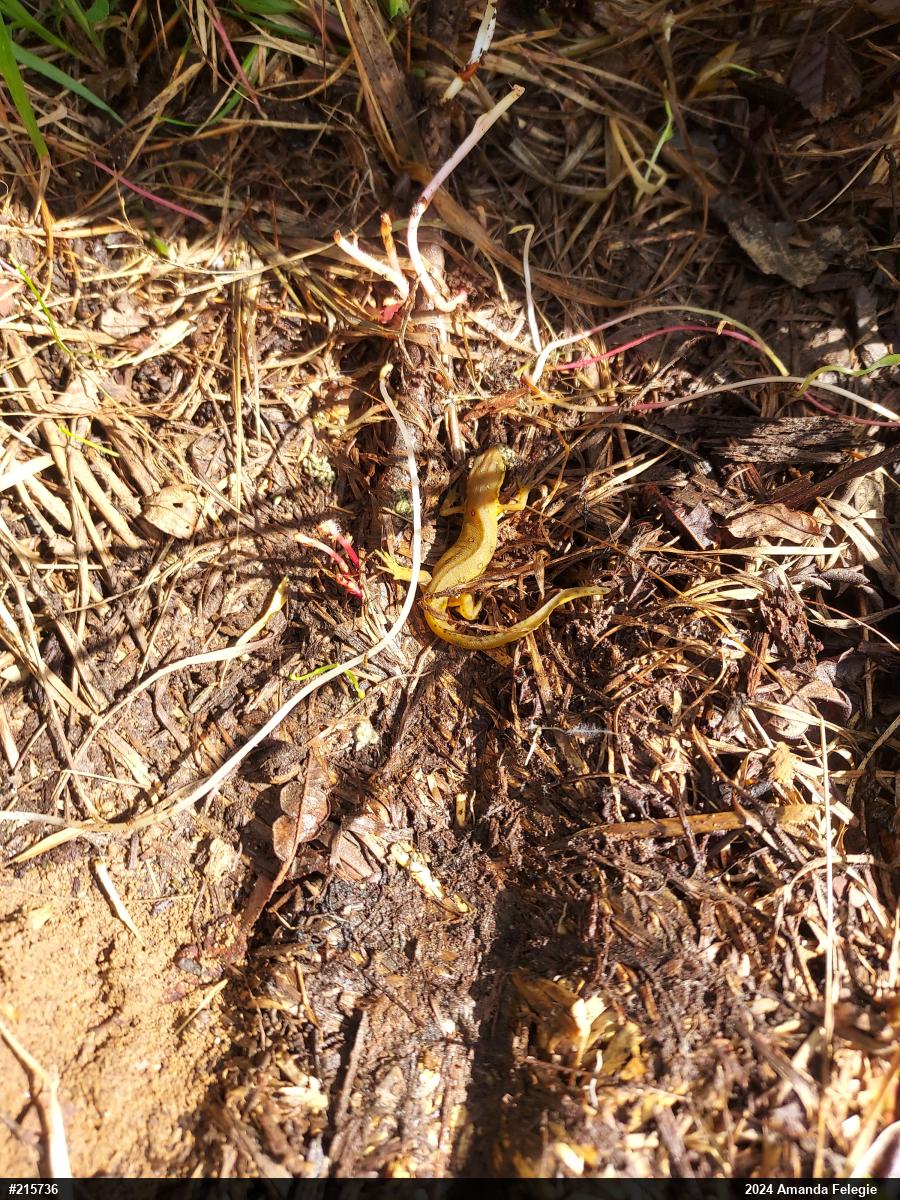 Red-spotted Newt