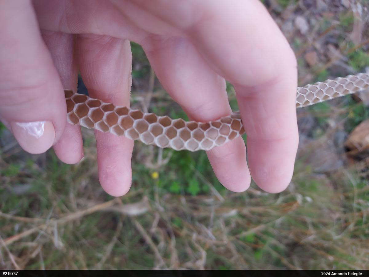 Northern Black Racer