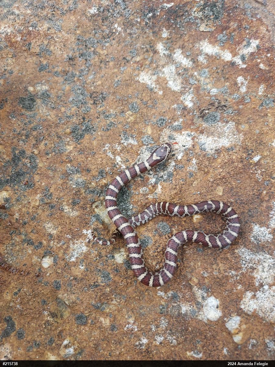 Eastern Milksnake