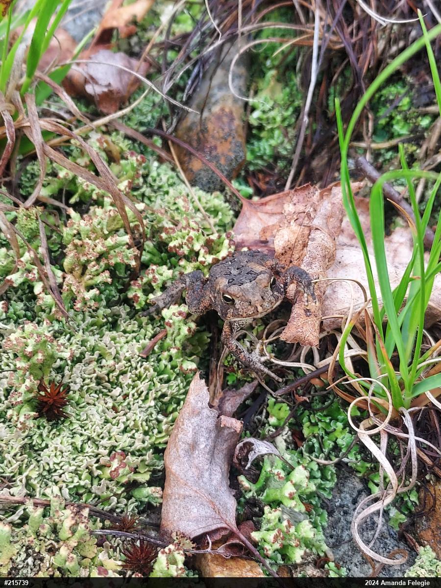 Eastern American Toad