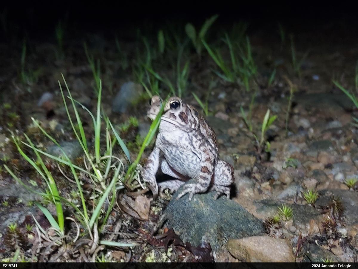 Eastern American Toad