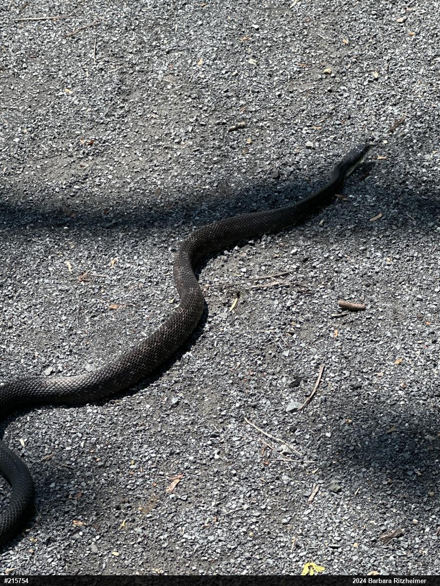 Eastern Ratsnake