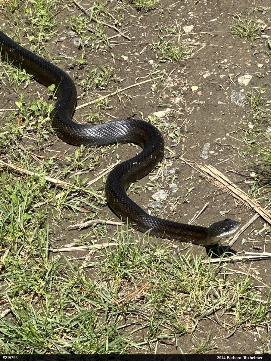 Eastern Ratsnake