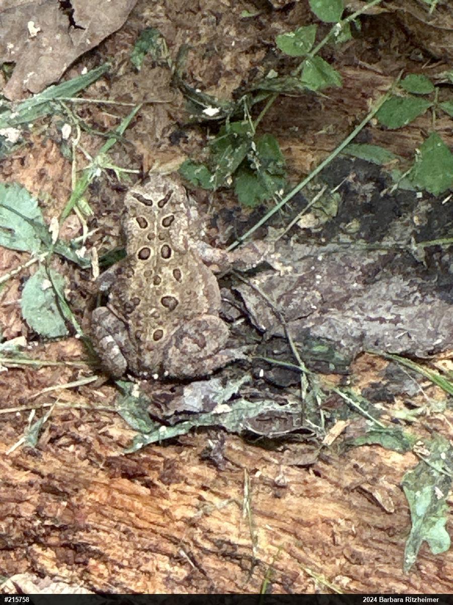 Eastern American Toad