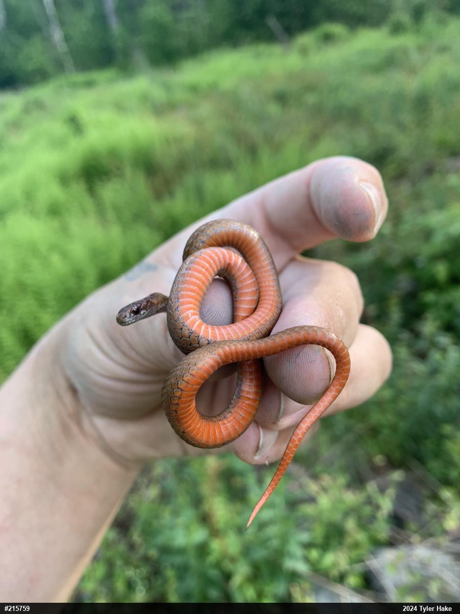 Red-bellied Snake