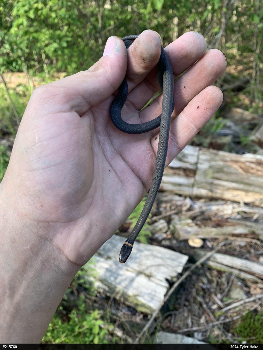 Northern Ring-necked Snake