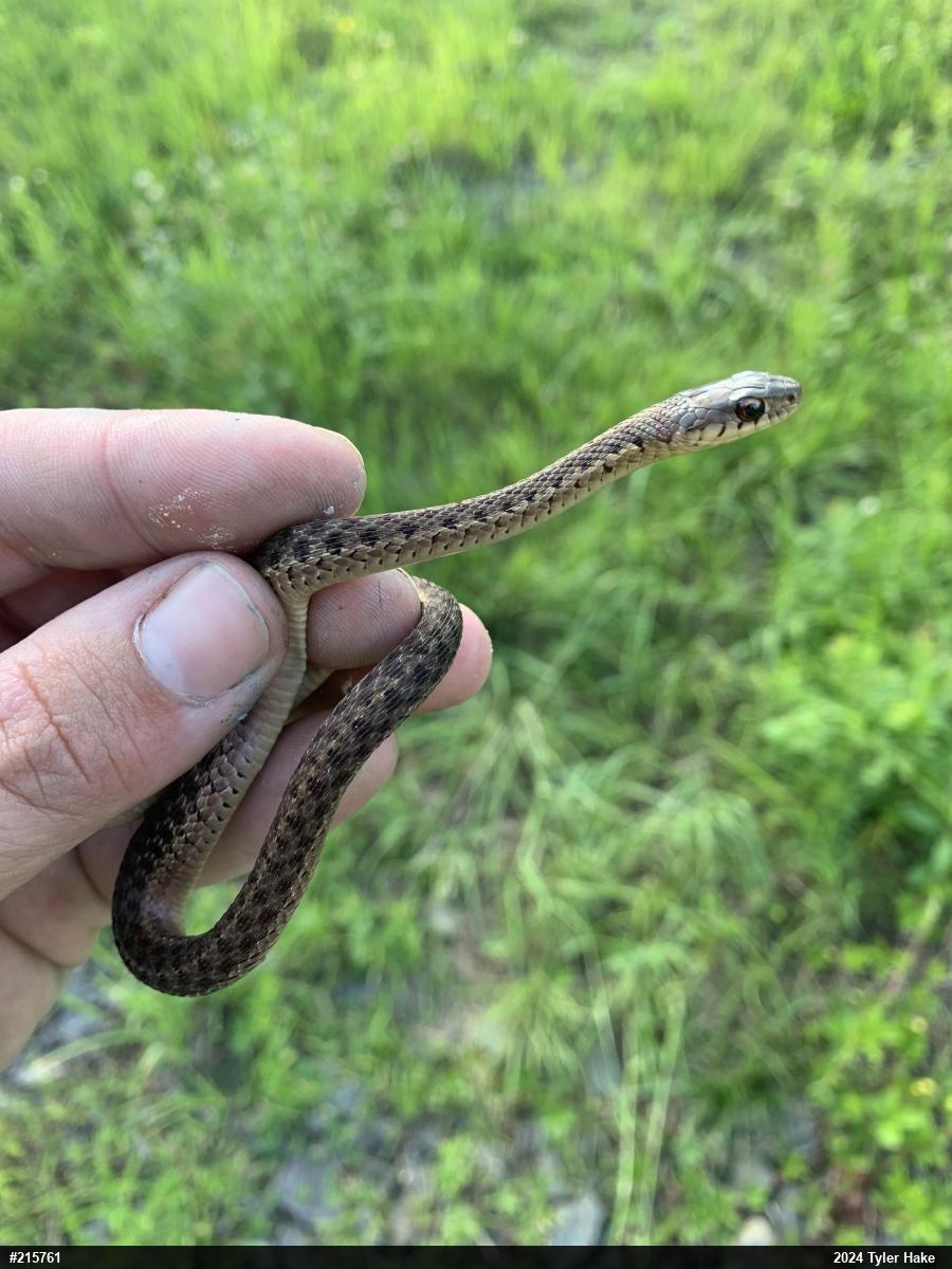 Eastern Gartersnake
