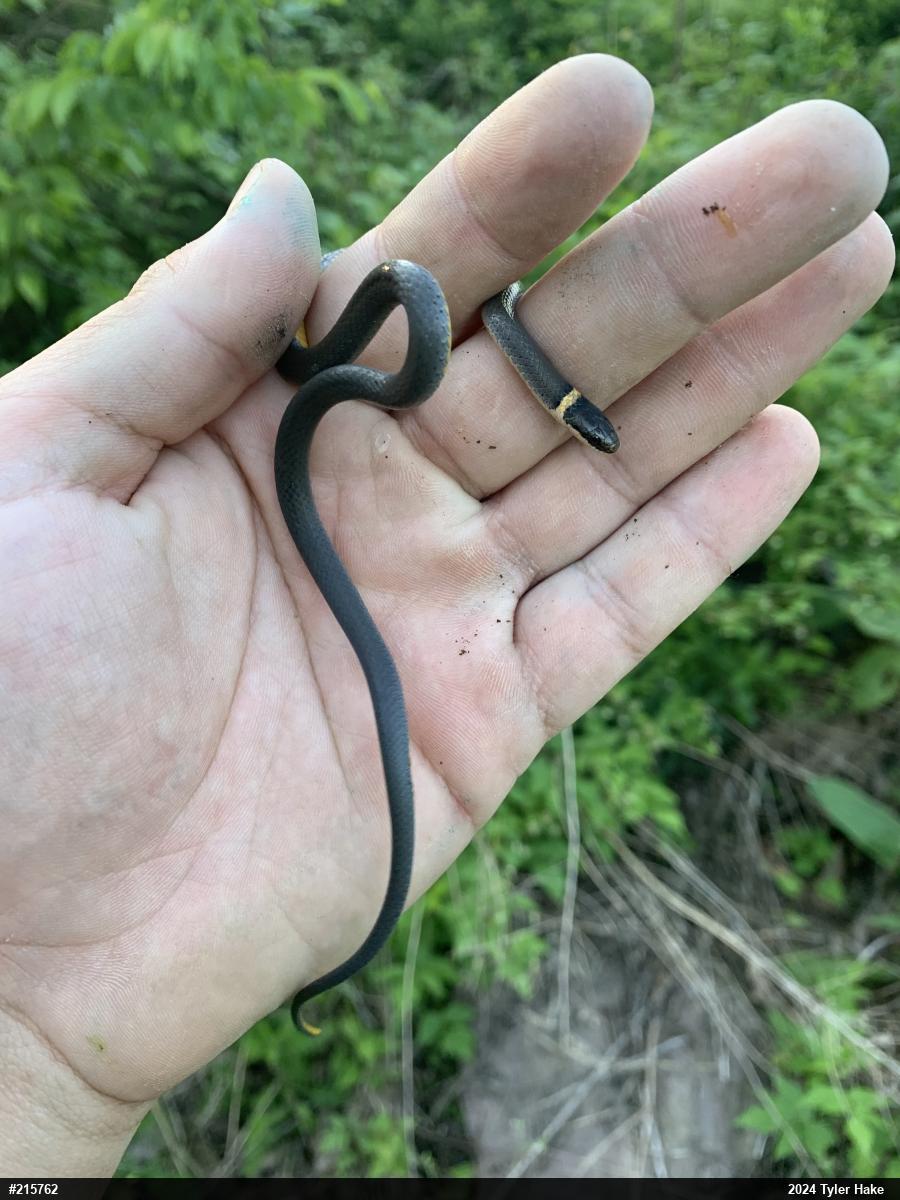 Northern Ring-necked Snake