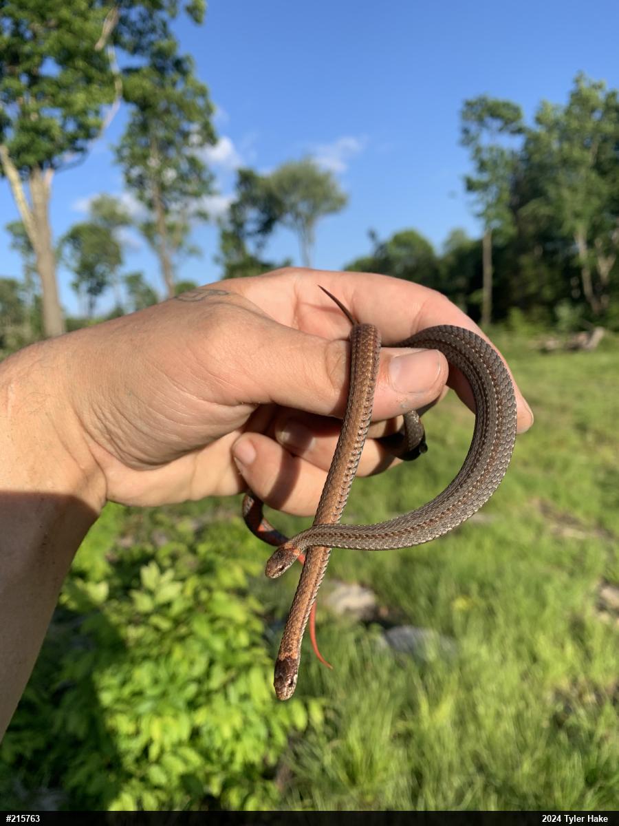 Red-bellied Snake