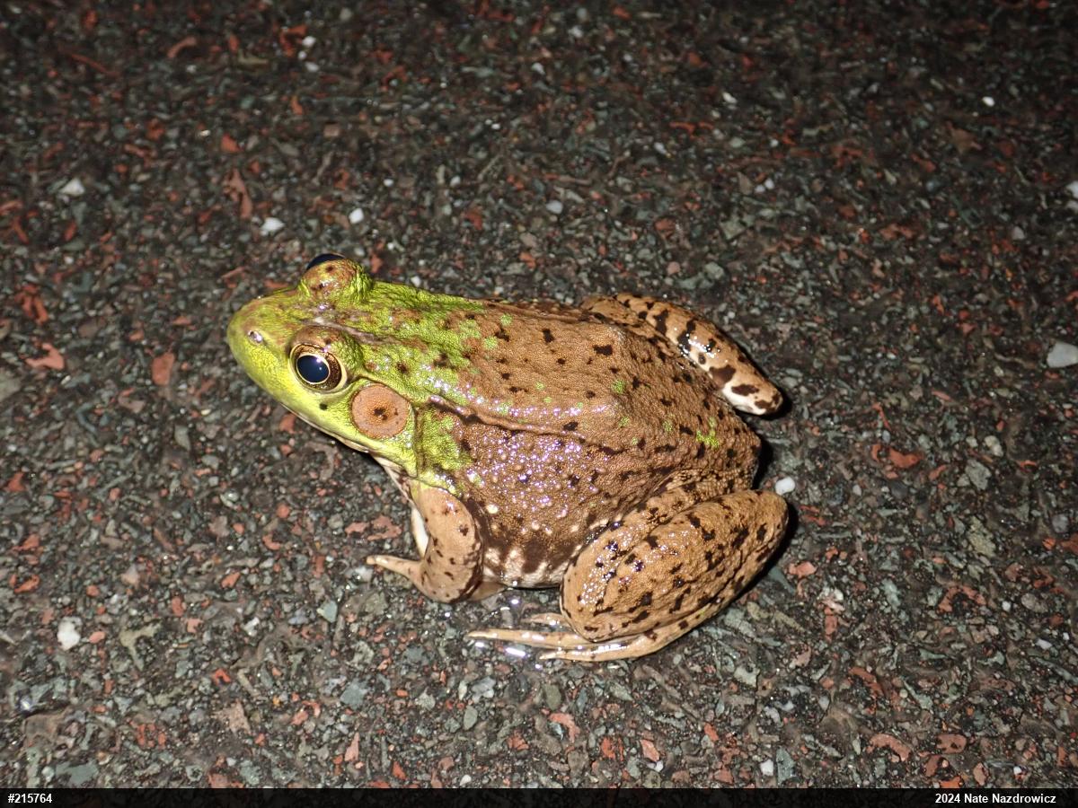 Green Frog