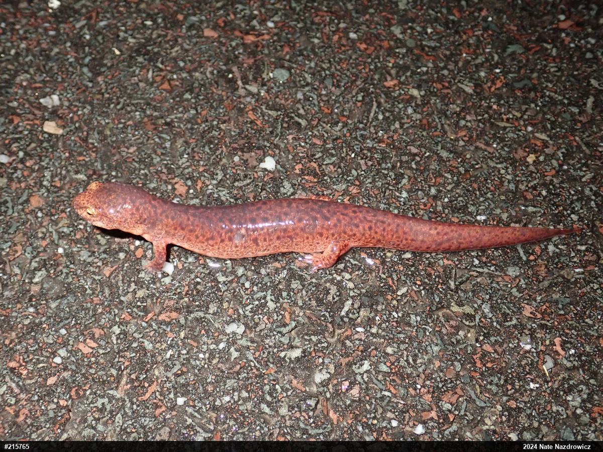 Northern Red Salamander