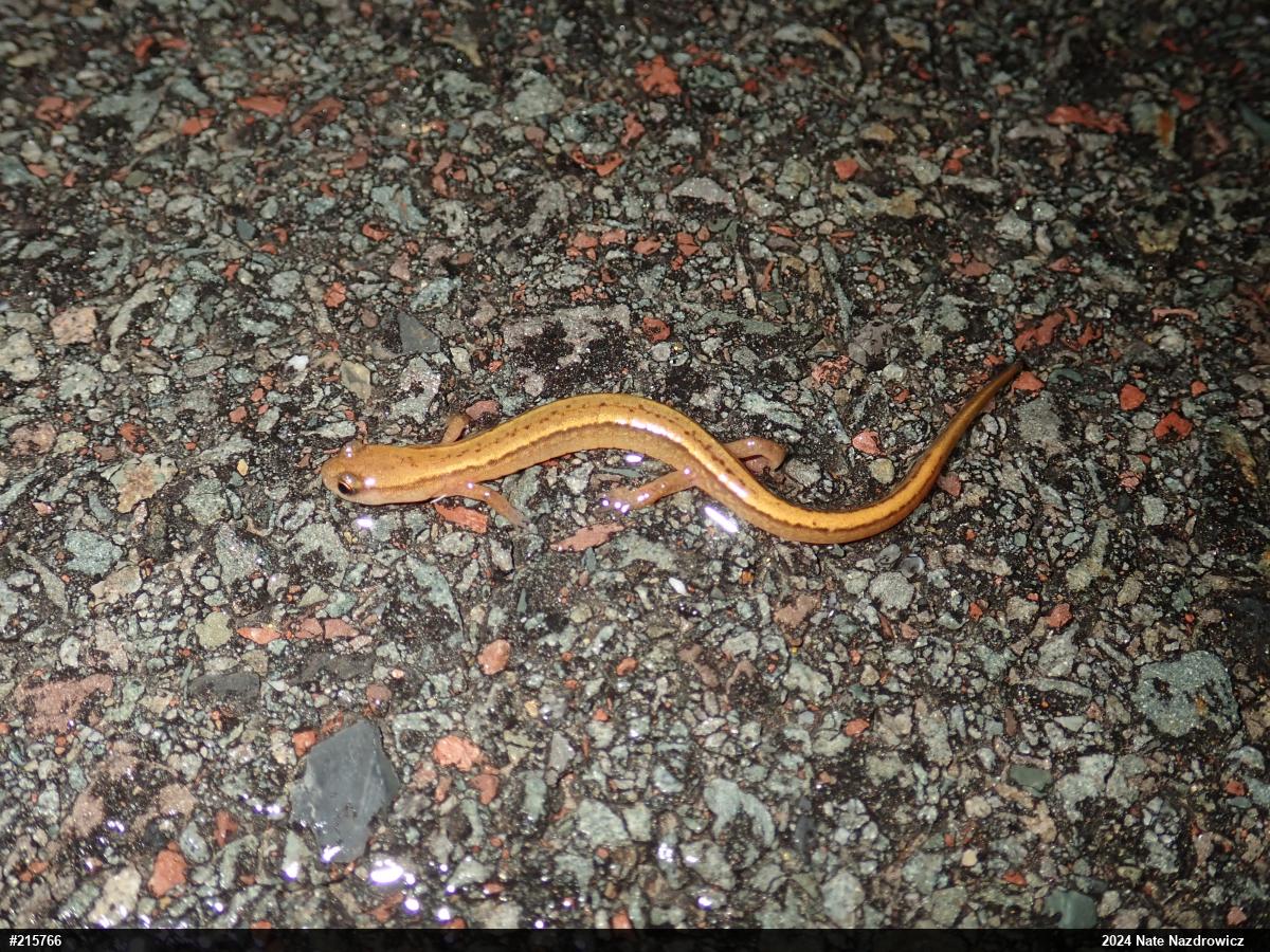 Northern Two-lined Salamander