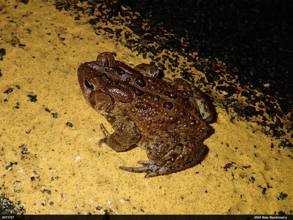 Eastern American Toad