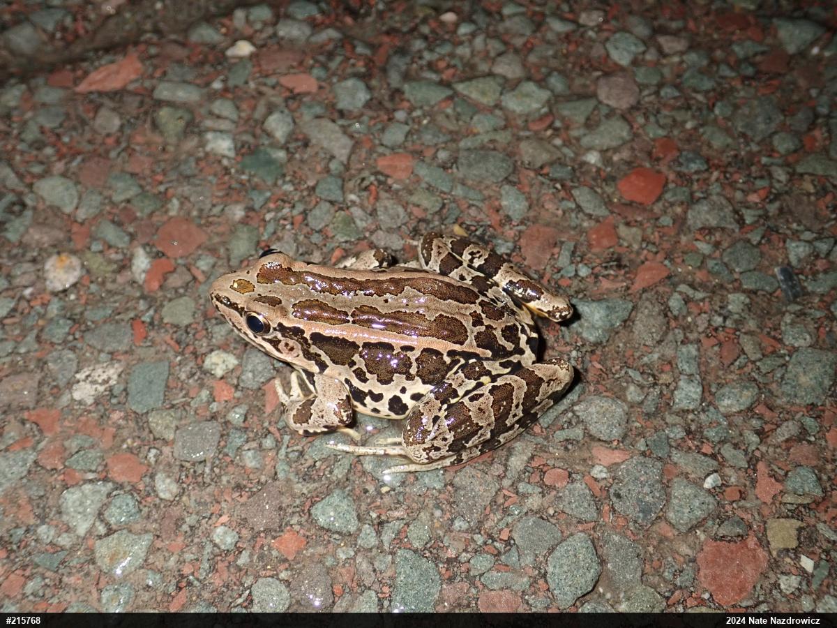 Pickerel Frog