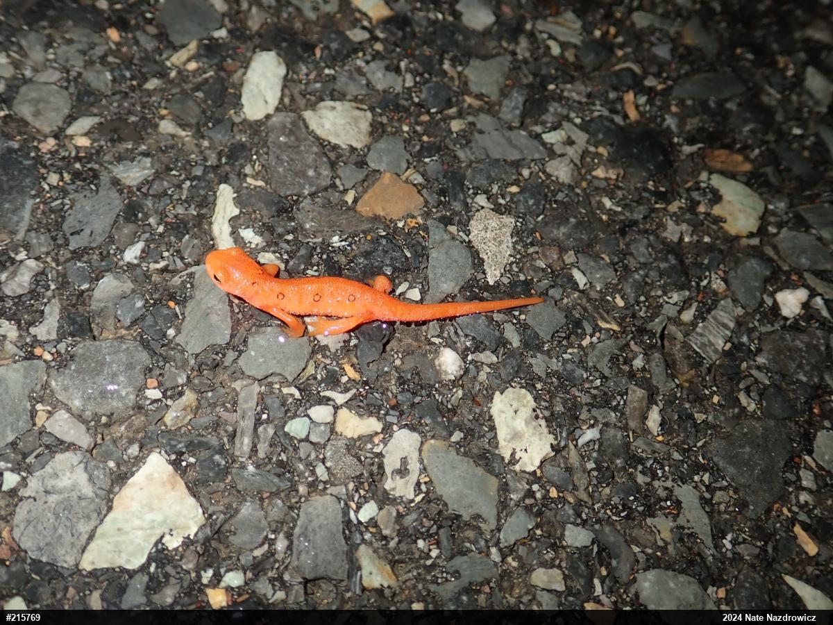 Red-spotted Newt