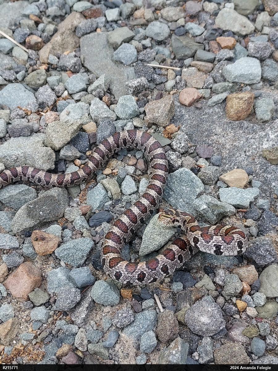 Eastern Milksnake