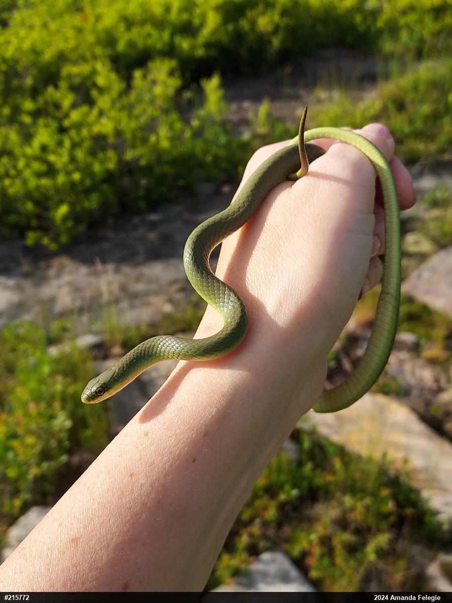 Smooth Greensnake