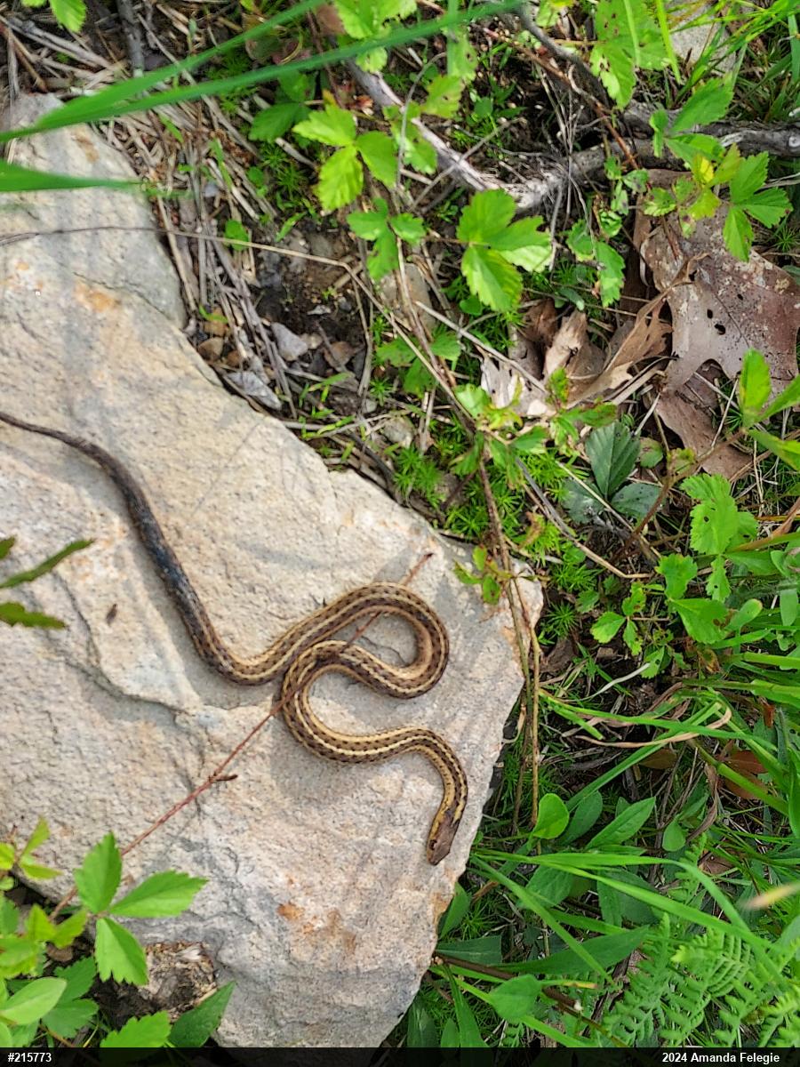 Eastern Gartersnake