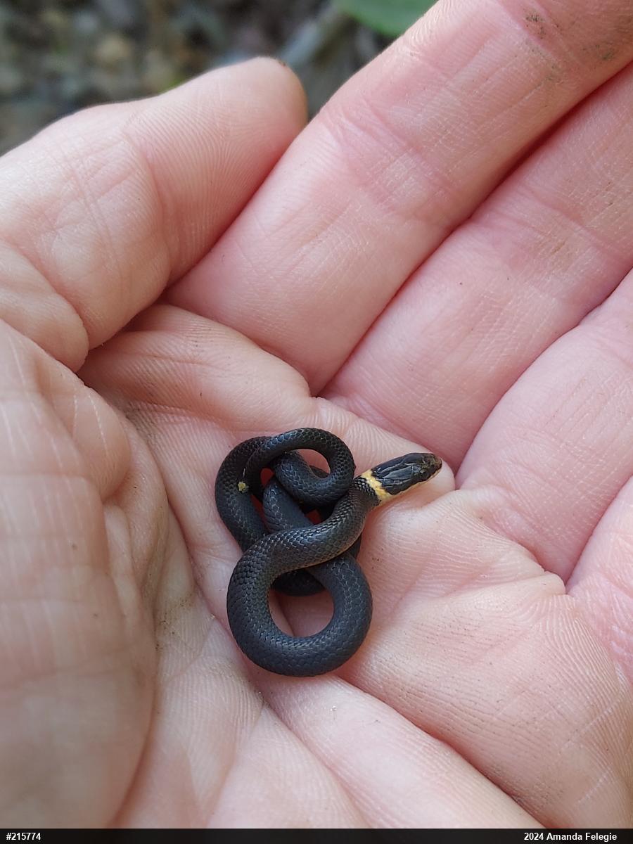 Northern Ring-necked Snake